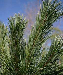 Fast Growing Trees Vanderwolf's Pyramid Limber Pine