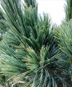 Fast Growing Trees Vanderwolf's Pyramid Limber Pine