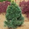 Fast Growing Trees Vanderwolf's Pyramid Limber Pine 2 Fast Growing Trees Vanderwolf's Pyramid Limber Pine