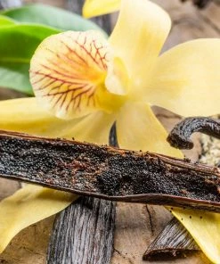 Fast Growing Trees Vanilla Bean Plant