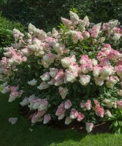 Fast Growing Trees Vanilla Strawberry™ Hydrangea Shrub