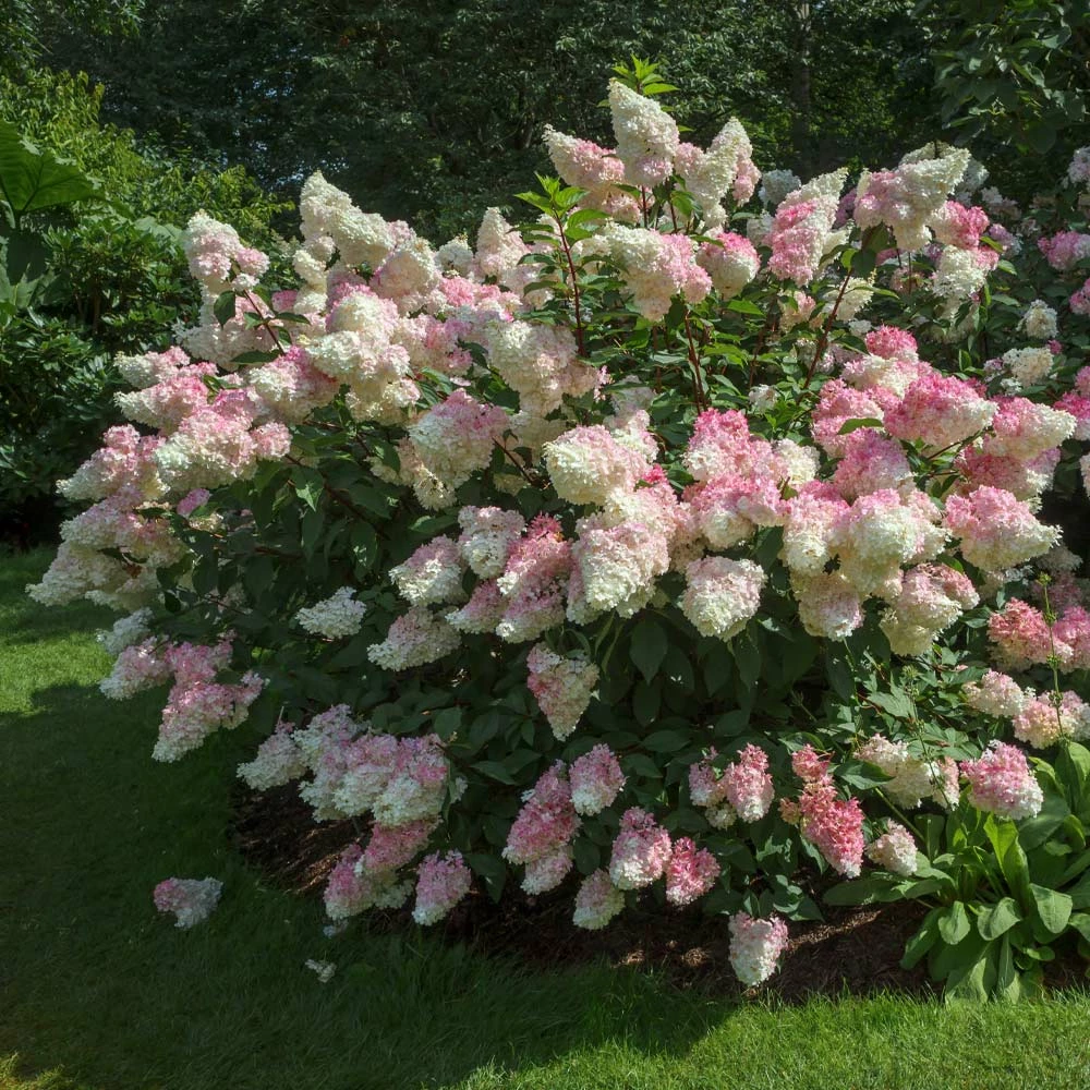 Fast Growing Trees Vanilla Strawberry™ Hydrangea Shrub 4 Fast Growing Trees Vanilla Strawberry™ Hydrangea Shrub