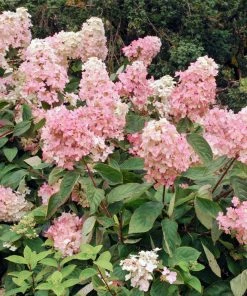 Fast Growing Trees Vanilla Strawberry™ Hydrangea Shrub 9 Fast Growing Trees Vanilla Strawberry™ Hydrangea Shrub