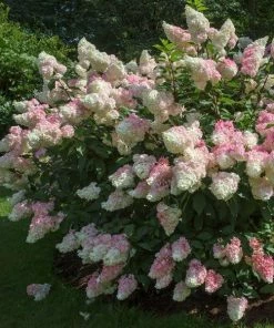 Fast Growing Trees Vanilla Strawberry™ Hydrangea Shrub