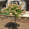 Fast Growing Trees See All Flowering Trees Vanilla Strawberry™ Hydrangea Tree 2 Fast Growing Trees See All Flowering Trees Vanilla Strawberry™ Hydrangea Tree