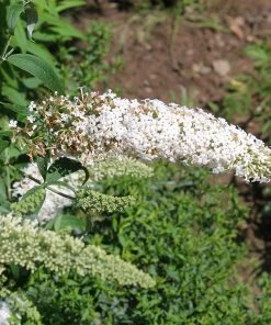 Fast Growing Trees See All Shrubs & Hedges Vanilla Treat™ Butterfly Bush (Tree Form)