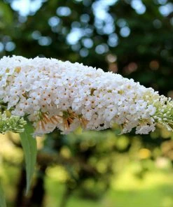 Fast Growing Trees See All Shrubs & Hedges Vanilla Treatâ„¢ Butterfly Bush (Tree Form)