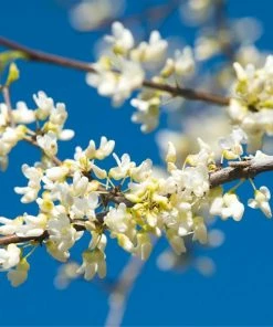 Fast Growing Trees Vanilla Twist Redbud Tree Redbud Trees