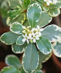 Fast Growing Trees Variegated Pittosporum See All Shrubs & Hedges