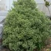 Fast Growing Trees Variegated Pittosporum See All Shrubs & Hedges