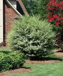 Fast Growing Trees See All Shrubs & Hedges Variegated Privet Tree