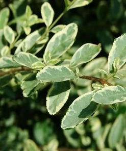 Fast Growing Trees See All Shrubs & Hedges Variegated Privet Tree