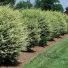 Fast Growing Trees See All Shrubs & Hedges Variegated Privet Tree