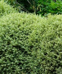 Fast Growing Trees Variegated Boxwood Shrub Boxwood Shrubs