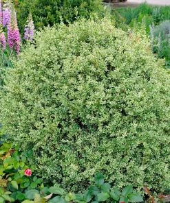 Fast Growing Trees Variegated Boxwood Shrub Boxwood Shrubs