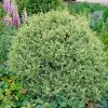 Fast Growing Trees Variegated Boxwood Shrub Boxwood Shrubs