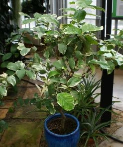 Fast Growing Trees Pink Variegated Eureka Lemon Tree 10 Fast Growing Trees Pink Variegated Eureka Lemon Tree