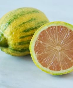 Fast Growing Trees Pink Variegated Eureka Lemon Tree 10 Fast Growing Trees Pink Variegated Eureka Lemon Tree