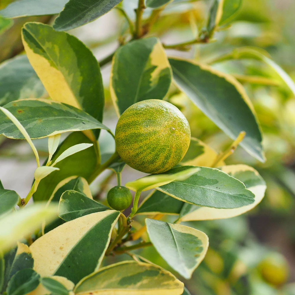 Fast Growing Trees Pink Variegated Eureka Lemon Tree 4 Fast Growing Trees Pink Variegated Eureka Lemon Tree