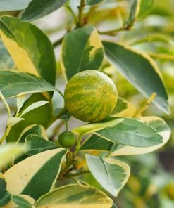 Fast Growing Trees Pink Variegated Eureka Lemon Tree