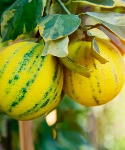 Fast Growing Trees Citrus Trees Pink Variegated Eureka Lemon Bush