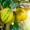 Fast Growing Trees Citrus Trees Pink Variegated Eureka Lemon Bush