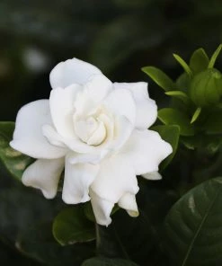 Fast Growing Trees Gardenia 'Veitchii' Shrub
