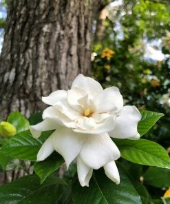 Fast Growing Trees Gardenia 'Veitchii' Shrub