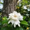Fast Growing Trees Gardenia 'Veitchii' Shrub