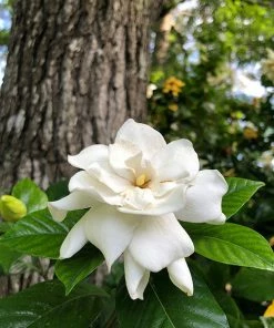 Fast Growing Trees Gardenia 'Veitchii' Shrub