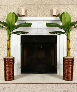 Fast Growing Trees Veranda Banana Tree Banana Trees