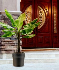 Fast Growing Trees Veranda Banana Tree Banana Trees