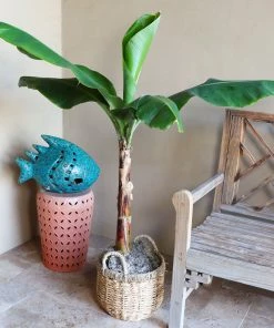 Fast Growing Trees Veranda Banana Tree Banana Trees