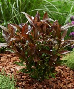 Fast Growing Trees Coppertop™ Sweet Viburnum Shrub