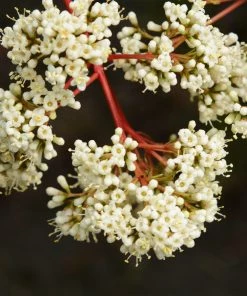 Fast Growing Trees Coppertop™ Sweet Viburnum Shrub