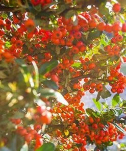 Fast Growing Trees Victory Pyracantha