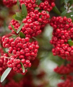 Fast Growing Trees Victory Pyracantha