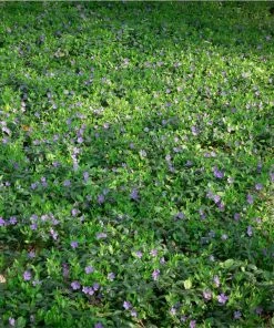Fast Growing Trees Vinca Minor Periwinkle Vine See All Shrubs & Hedges