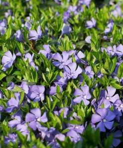 Fast Growing Trees Vinca Minor Periwinkle Vine See All Shrubs & Hedges