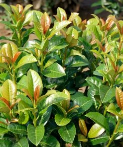 Fast Growing Trees Volcano Cherry Laurel