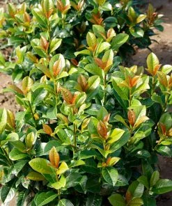Fast Growing Trees Volcano Cherry Laurel