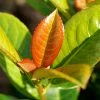 Fast Growing Trees Volcano Cherry Laurel