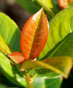 Fast Growing Trees Volcano Cherry Laurel