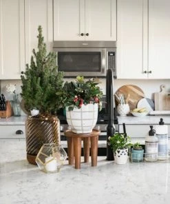 Fast Growing Trees Dwarf Alberta Spruce Gift Plant Spruce Trees