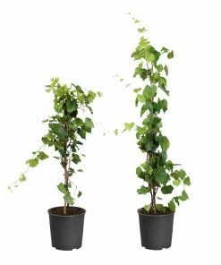 Fast Growing Trees Wine Lover's Kit