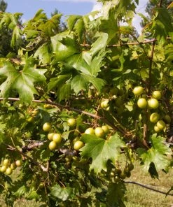 Fast Growing Trees Wine Lover's Kit