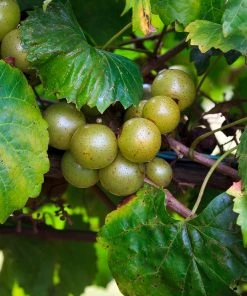 Fast Growing Trees Wine Lover's Kit