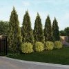 Fast Growing Trees See All House & Patio Warm-Climate Privacy Kit 1 Fast Growing Trees See All House & Patio Warm-Climate Privacy Kit