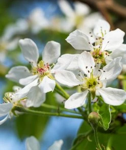 Fast Growing Trees Pear Trees Warren Pear Tree
