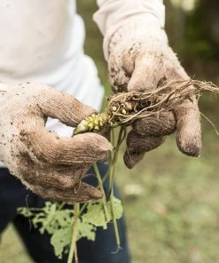 Fast Growing Trees Our Newest Arrivals Wasabi Plant